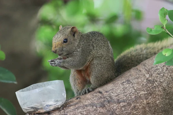 Ağaç dalının ucuna tünemiş güzel bir tilki sincabı..