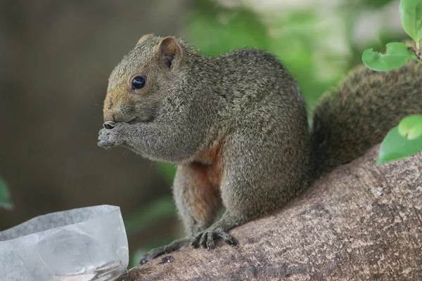 Sincaplar Sciuridae familyasının üyeleridir.