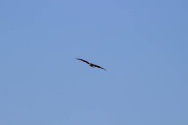 14 Aralık 2021 Yırtıcı Kuş Mavi gökyüzünde yüksekten uçar