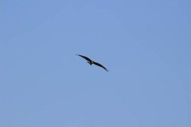 14 Aralık 2021 Yırtıcı Kuş Mavi gökyüzünde yüksekten uçar