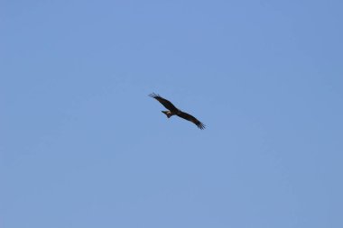 14 Aralık 2021 Yırtıcı Kuş Mavi gökyüzünde yüksekten uçar