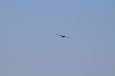 14 Aralık 2021 Yırtıcı Kuş Mavi gökyüzünde yüksekten uçar