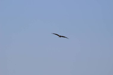 14 Aralık 2021 Yırtıcı Kuş Mavi gökyüzünde yüksekten uçar