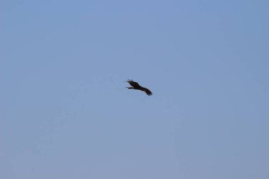 14 Aralık 2021 Yırtıcı Kuş Mavi gökyüzünde yüksekten uçar