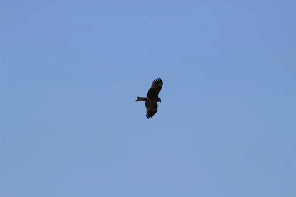 Dezember 2021 Der Raubvogel Seeadler Fliegt Hoch Den Blauen Himmel — Stockfoto