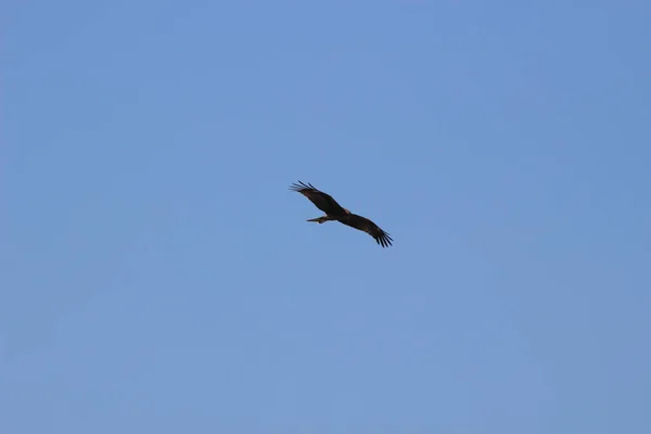 Dic 2021 Pájaro Rapaz Águila Marina Vuela Alto Cielo Azul —  Fotos de Stock