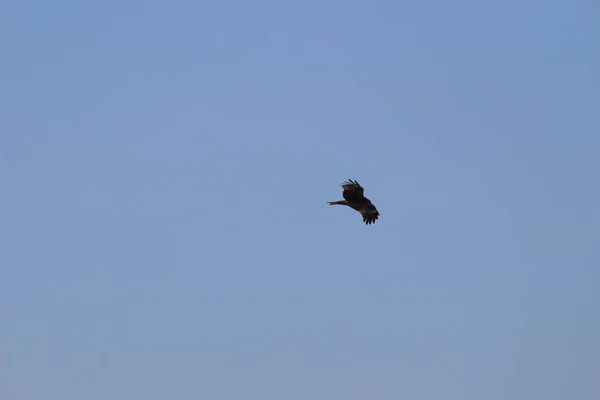 Dezember 2021 Der Raubvogel Seeadler Fliegt Hoch Den Blauen Himmel — Stockfoto