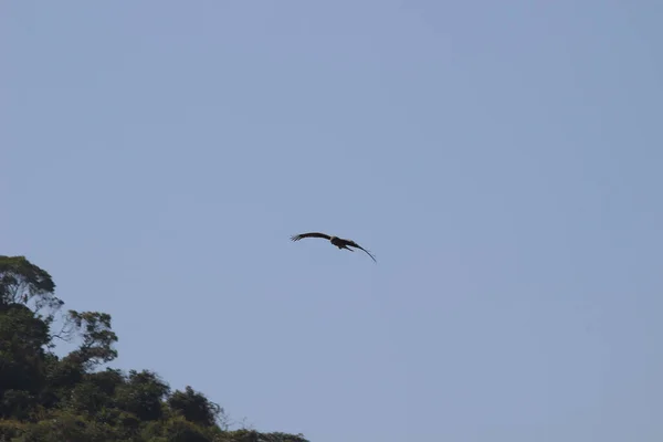 Dec 2021 Roofvogel Zeearend Vliegt Hoog Blauwe Lucht — Stockfoto
