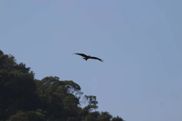 Dic 2021 Pájaro Rapaz Águila Marina Vuela Alto Cielo Azul — Foto de Stock