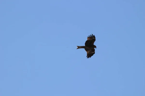 Aralık 2021 Yırtıcı Kuş Mavi Gökyüzünde Yüksekten Uçar — Stok fotoğraf