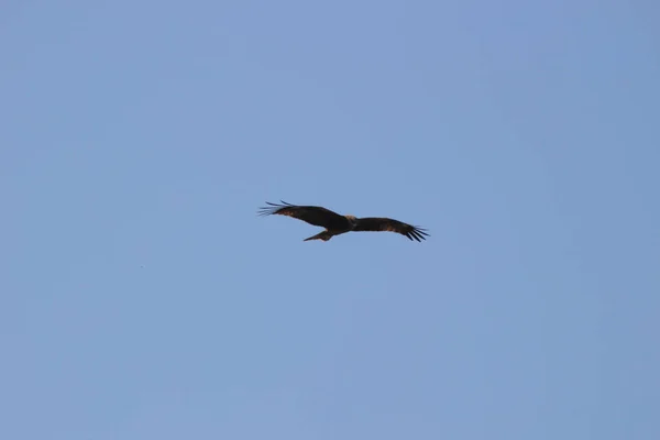 Dec 2021 Fågeln Rov Havsörn Flyger Högt Den Blå Himlen — Stockfoto