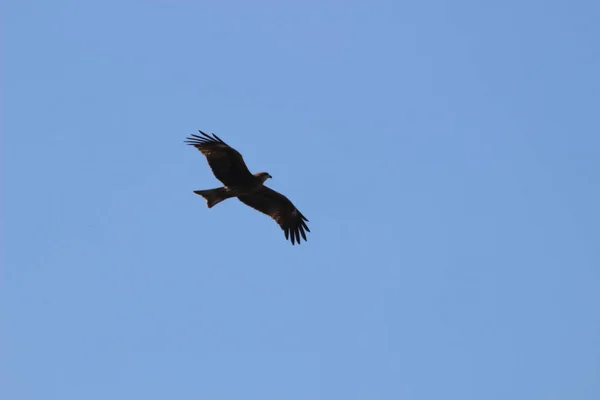Dezember 2021 Der Raubvogel Seeadler Fliegt Hoch Den Blauen Himmel — Stockfoto