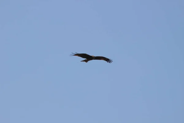 Aralık 2021 Yırtıcı Kuş Mavi Gökyüzünde Yüksekten Uçar — Stok fotoğraf