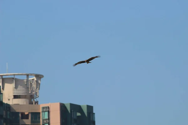 Грудня 2021 Птах Здобичі Морський Орел Літає Високо Блакитному Небі — стокове фото