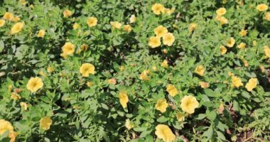 27 Şubat 2022 'de sabah zaferi bir doğa arka planında çekildi..