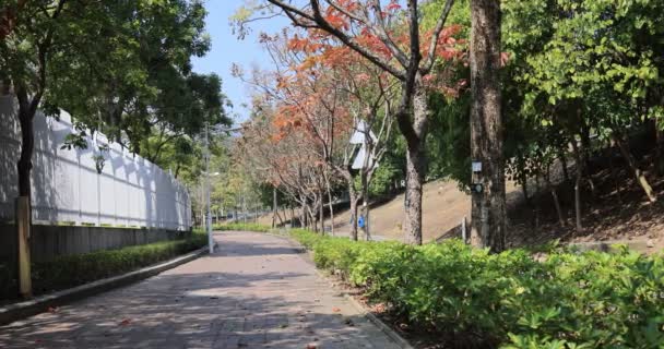 Лютого 2022 Року Пішохідна Дорога Затінена Деревами Гонконг Китай — стокове відео
