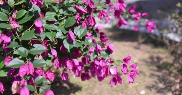 Feb 2022 Närbild Bougainvilleas Blommar Utomhus — Stockvideo