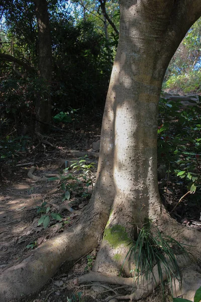 Feb 2022 Faggio Con Vecchio Albero Alla Luce Del Sole — Foto Stock