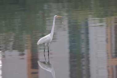 28 Şubat 2022 Beyaz Akbalıkçıl kıyıda, Hong Kong 