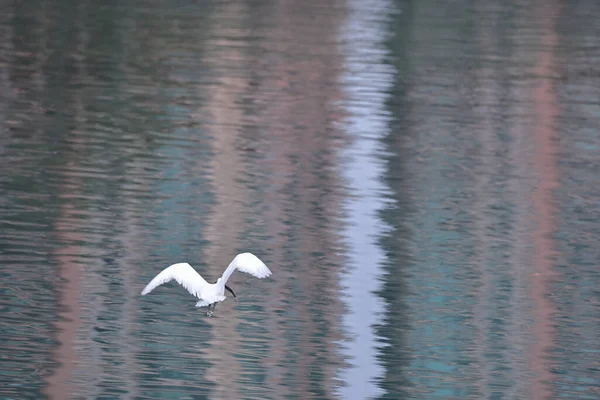 Lut 2022 Biały Egret Wybrzeżu Hong Kong — Zdjęcie stockowe