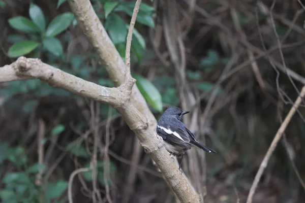 Feb 2022 Der Kleine Vogel Der Natur Felshintergrund — Stockfoto