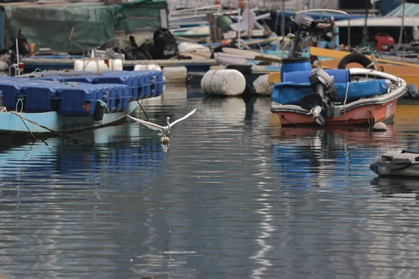 Φεβ 2022 Λευκό Egret Στην Ακτή Hong Kong — Φωτογραφία Αρχείου