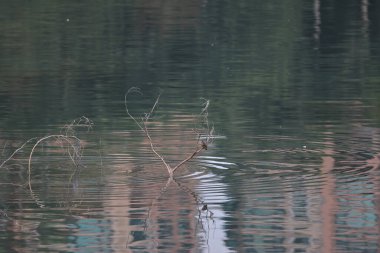 28 Şubat 2022 Kingfisher Kuşu kıyıda, Hong Kong