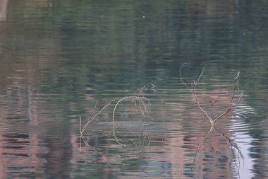 28 Şubat 2022 Kingfisher Kuşu kıyıda, Hong Kong