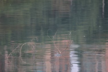 28 Şubat 2022 Kingfisher Kuşu kıyıda, Hong Kong