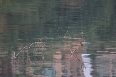 28 Şubat 2022 Kingfisher Kuşu kıyıda, Hong Kong