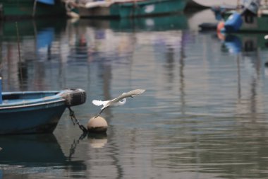 28 Şubat 2022 Beyaz Akbalıkçıl kıyıda, Hong Kong 