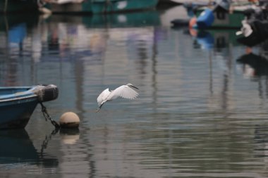 28 Şubat 2022 Beyaz Akbalıkçıl kıyıda, Hong Kong 