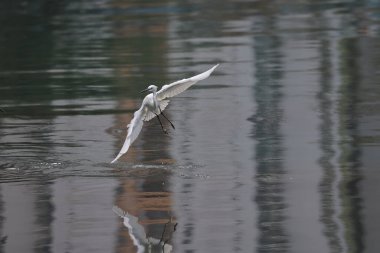 28 Şubat 2022. Uçan Akbalıkçıl kıyıda, hk.