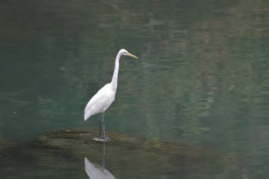 28 Şubat 2022 Beyaz Akbalıkçıl kıyıda, Hong Kong