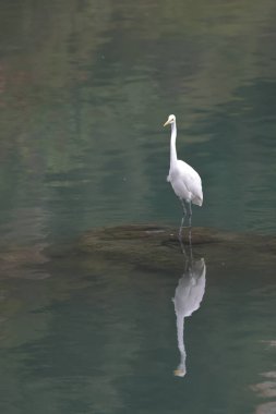 28 Şubat 2022 Beyaz Akbalıkçıl kıyıda, Hong Kong