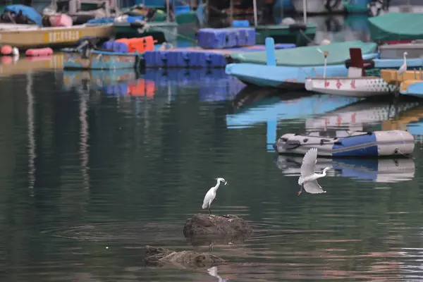 Şubat 2022 Beyaz Akbalıkçıl Kıyıda Hong Kong — Stok fotoğraf