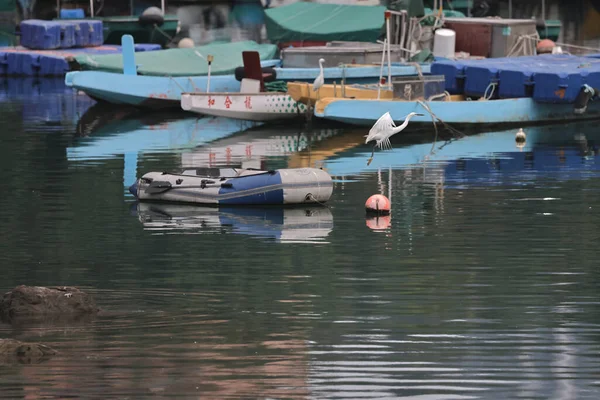 Feb 2022 Vita Egret Vid Kusten Hong Kong — Stockfoto