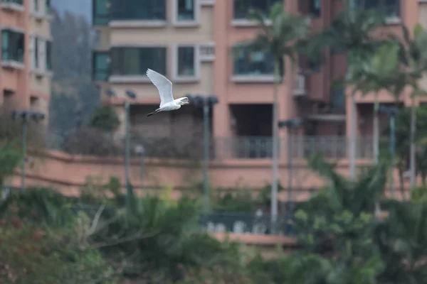 Şubat 2022 Beyaz Akbalıkçıl Kıyıda Hong Kong — Stok fotoğraf