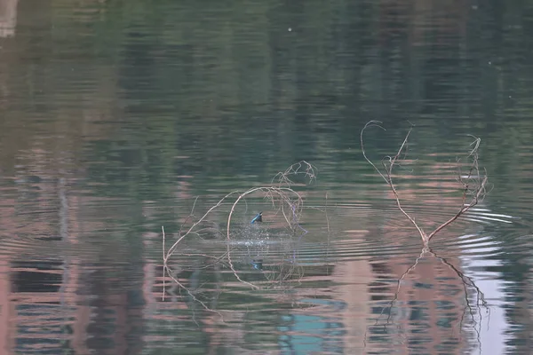 Févr 2022 Kingfisher Oiseau Sur Côte Hong Kong — Photo