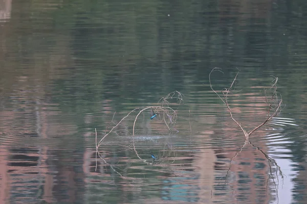 Févr 2022 Kingfisher Oiseau Sur Côte Hong Kong — Photo