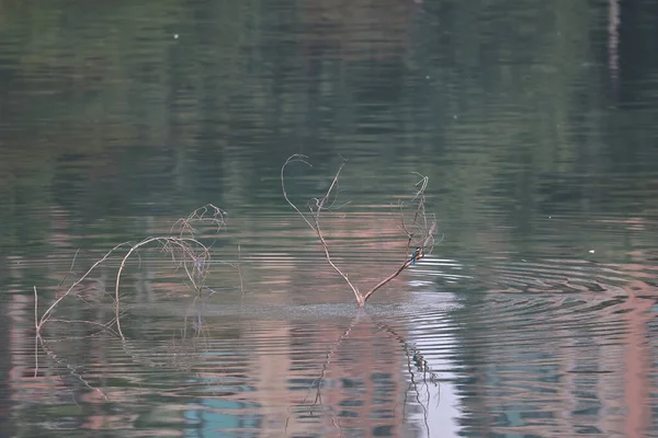 Févr 2022 Kingfisher Oiseau Sur Côte Hong Kong — Photo