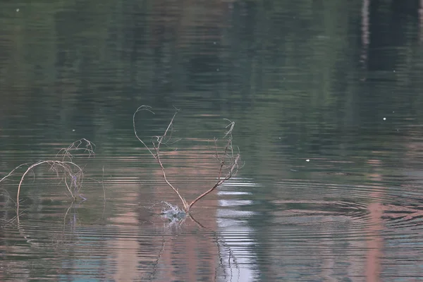 Févr 2022 Kingfisher Oiseau Sur Côte Hong Kong — Photo