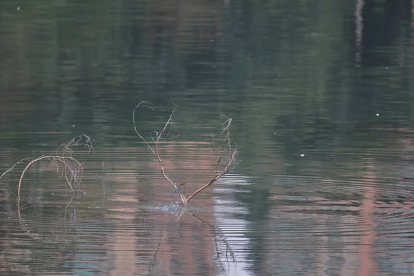 Févr 2022 Kingfisher Oiseau Sur Côte Hong Kong — Photo