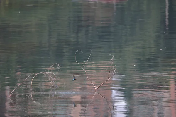 Фев 2022 Птица Kingfisher Побережье Гонконг — стоковое фото