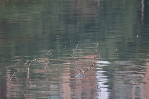 Févr 2022 Kingfisher Oiseau Sur Côte Hong Kong — Photo