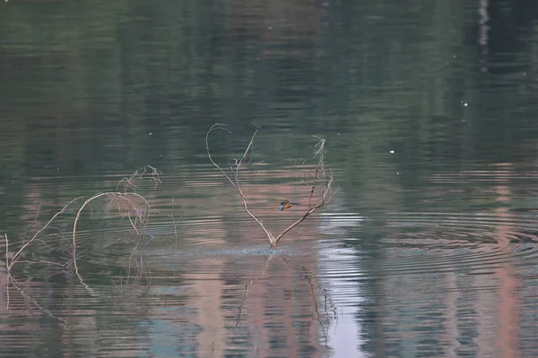 Févr 2022 Kingfisher Oiseau Sur Côte Hong Kong — Photo