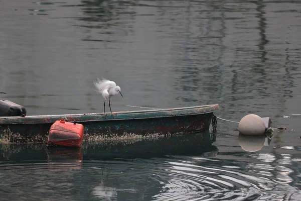 Lut 2022 Biały Egret Wybrzeżu Hong Kong — Zdjęcie stockowe