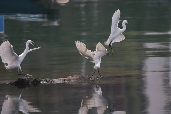 Feb 2022 Flying White Egret Coast — Stock Photo, Image