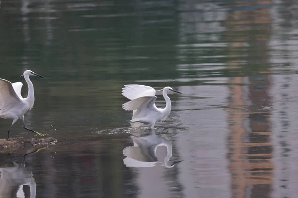 Február 2022 Repülő Fehér Egret Tengerparton — Stock Fotó