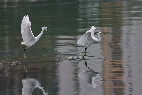 Február 2022 Repülő Fehér Egret Tengerparton — Stock Fotó